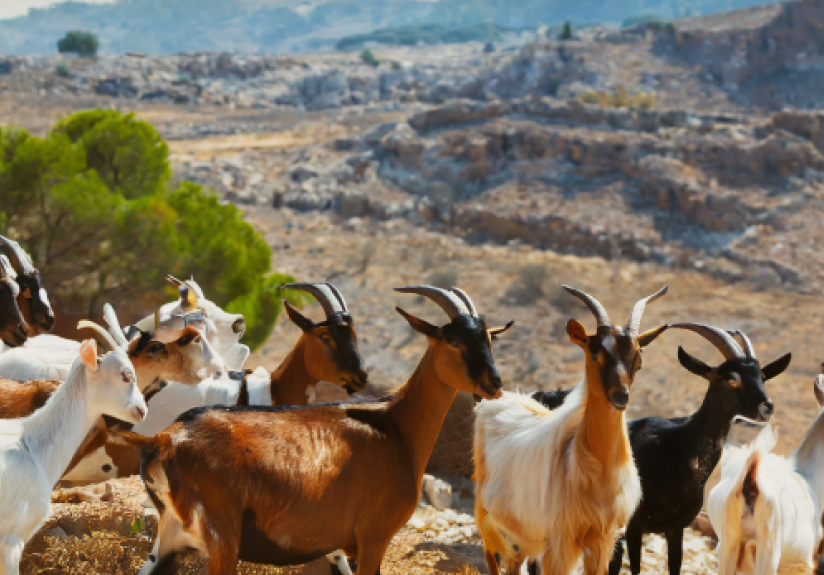 herd of goats meditarranean landscape goat farming